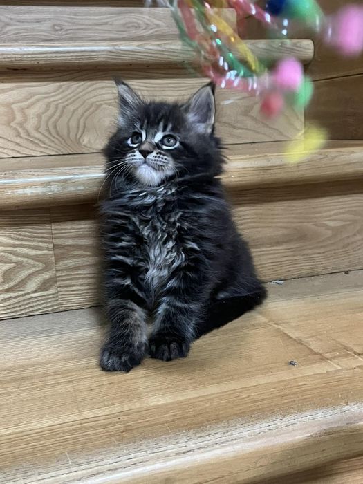 Мейн Куни Красуні та Красені