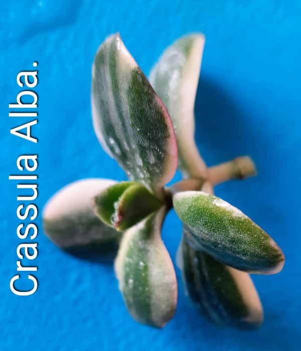 Акцiя! Красули, товстянки, грошовi дерева, Crassula.