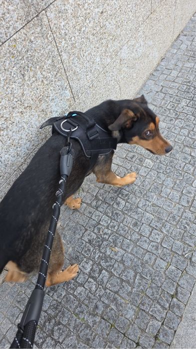 Cão (para adoçao)