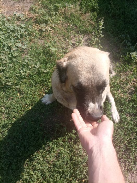 Середньо азіатська вівчарка