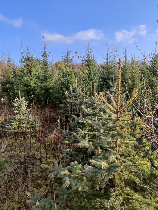 Choinki/choinki żywe/świerk