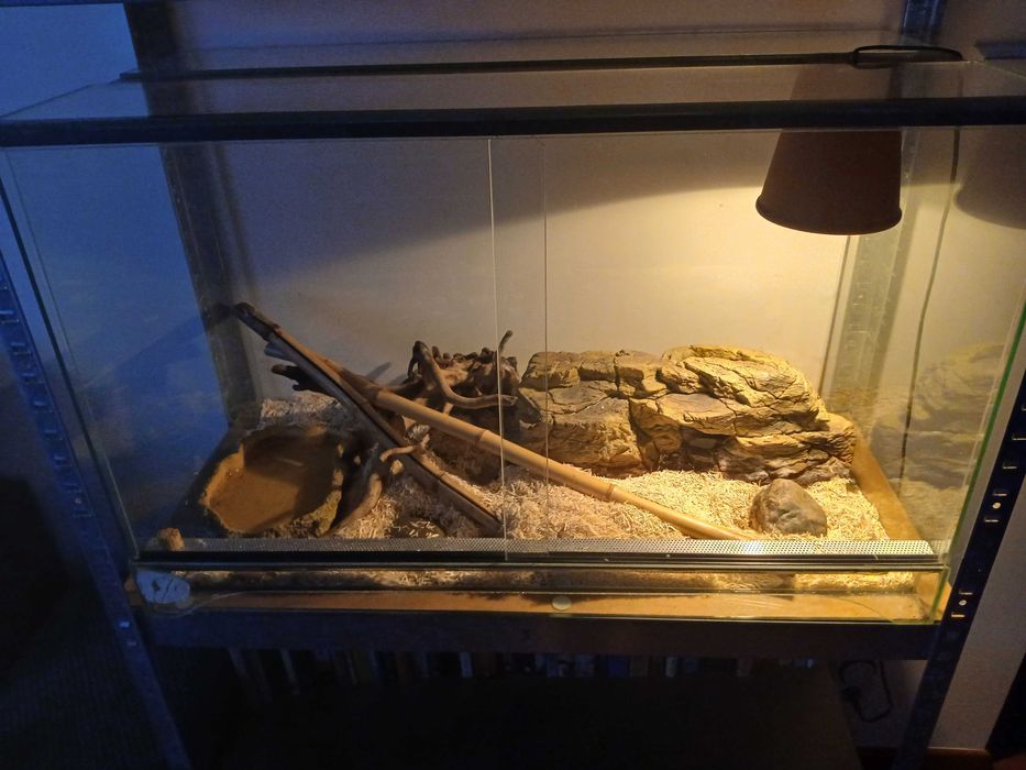 Sprzedam lancetogłowa z terrarium