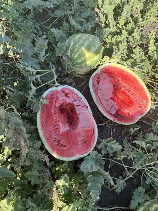 Продам арбуз оптом