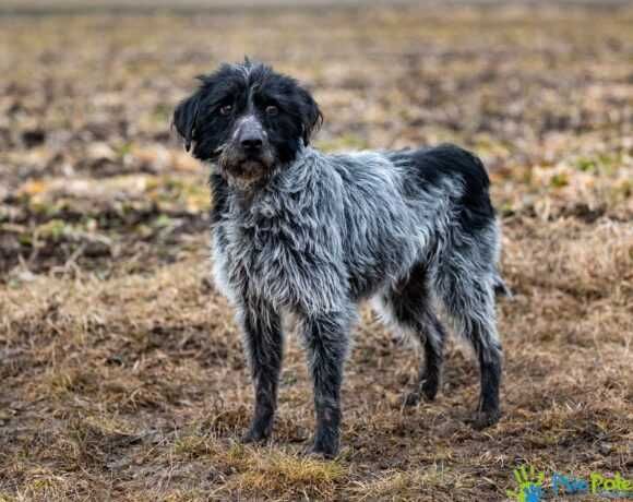 Miły, kontaktowy psiak MOZART szuka kochającego domku!