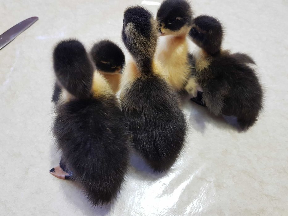 Kaczki róznego rodzaju pisklęta do dalszego odchowu