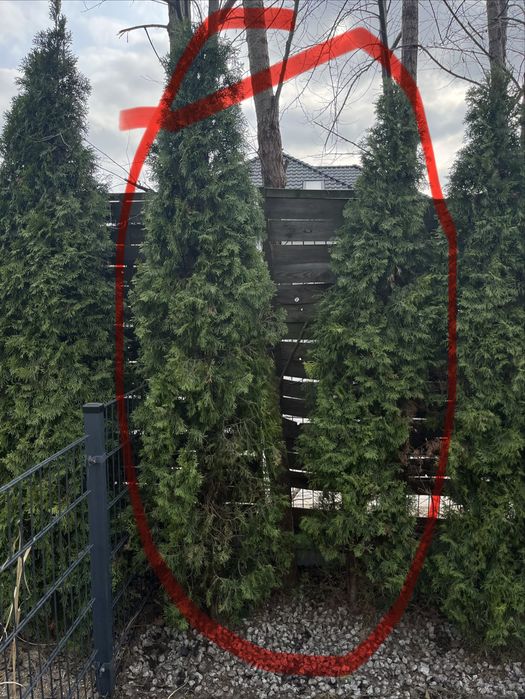 Oddam za darmo tuje w zamian za wykopanie i wywiezienie