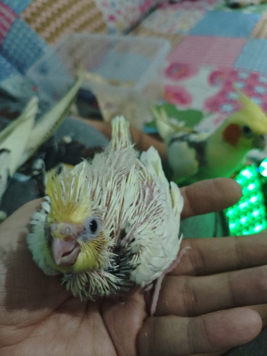 Caturras bebés criar a mão