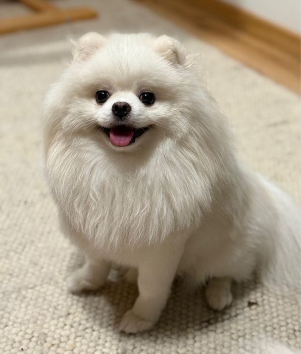Pomeranian szczeniak
