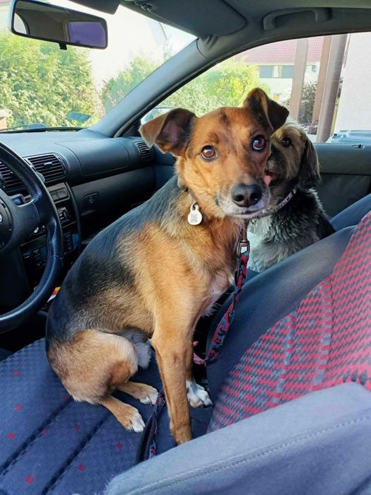 Podaruj dom cudnemu, kochanemu, łagodnemu, porzuconemu pieskowi