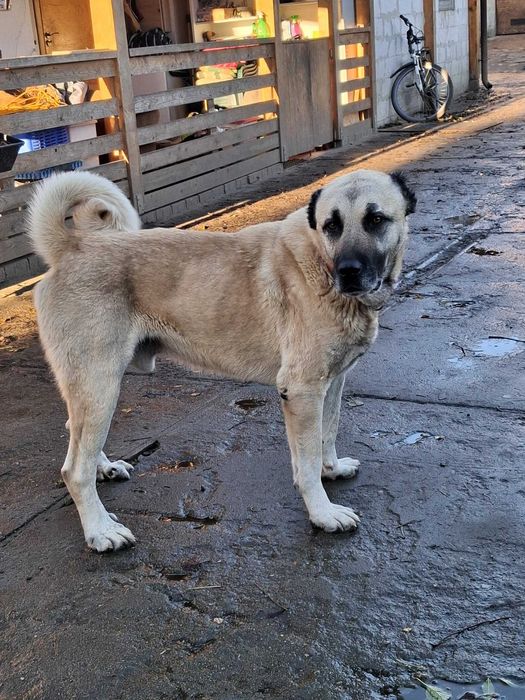 Omar 5 letni kangal do adopcji z fundacji