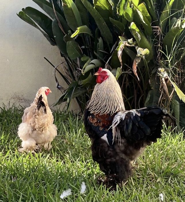 Ovos de Brahma Salmão