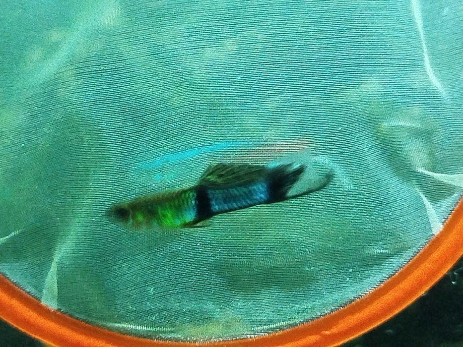 Rybka akwariowa gupik pawie oczko