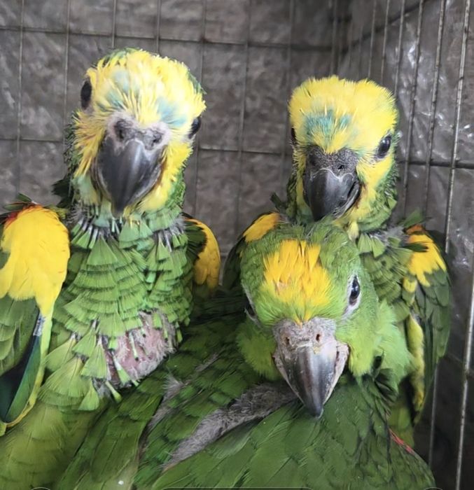 Papagaios bebés e adultos