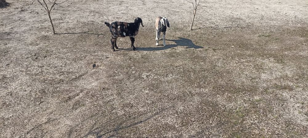 Продам англонубійських козлика