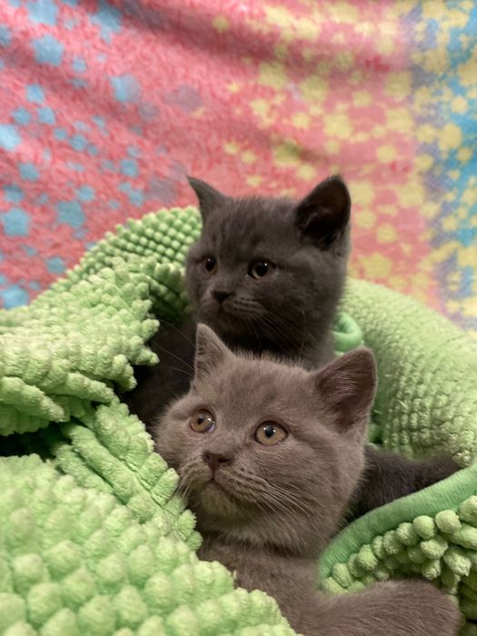 Kotka brytyjska liliowa