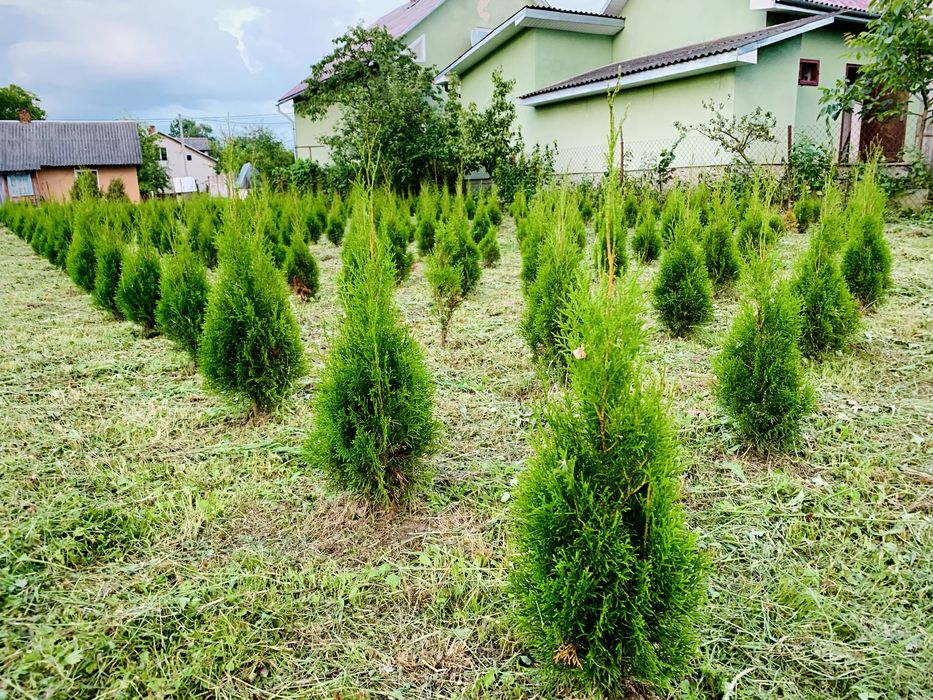 Туя смарагд 70 см