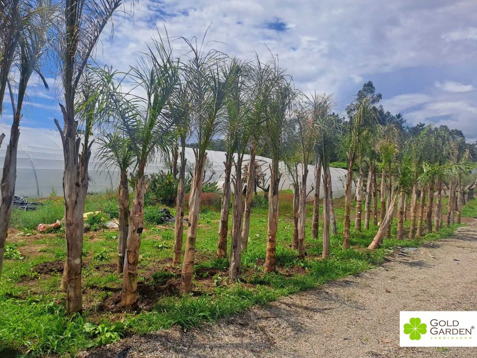 Coqueiros de vários tamanhos! Palmeiras / Coqueiros / Jardim / Àrvores