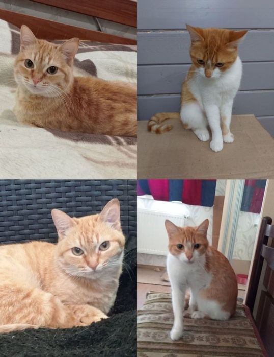 Отдам даром в добрые руки рыжих кошечек