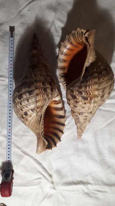 Огромная гавайская ракушка Рог Тритона/ Charonia Tritonis