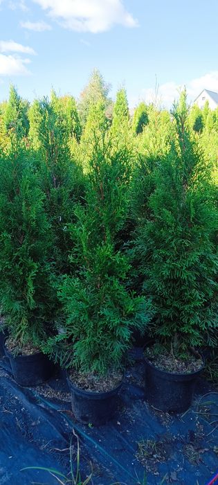 Tuje szmaragd 70-80 cm