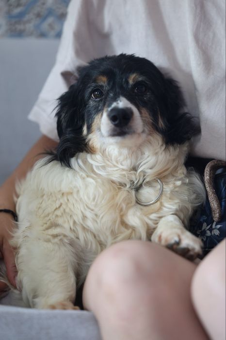 Do adopcji sunie i piesek