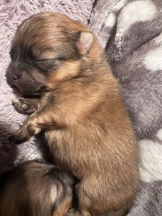 Pomeranian -Szpic miniaturowy
