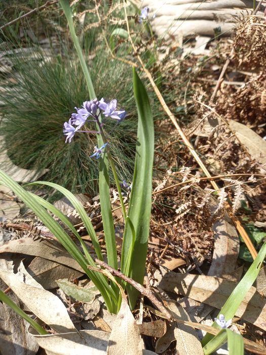 Pés de agapanthes lilases