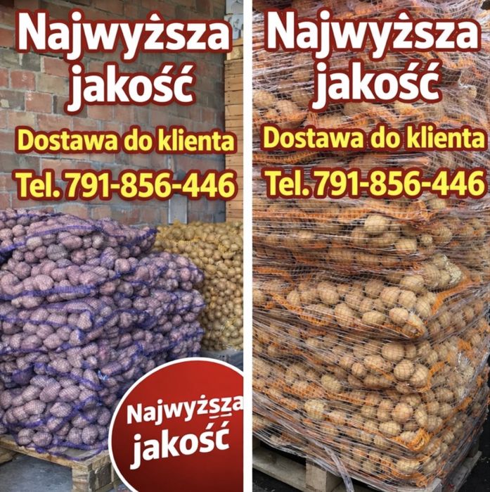Ziemniaki l rok po centrali kal. sadzeniaka i jadalnego-dostawa gratis