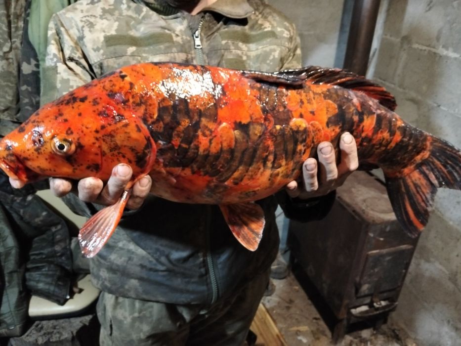 Карп кої самка 5 кг с ікрою ЖИВА