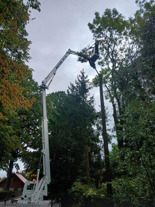 Wycinka drzew Usługi komunalne Drwal