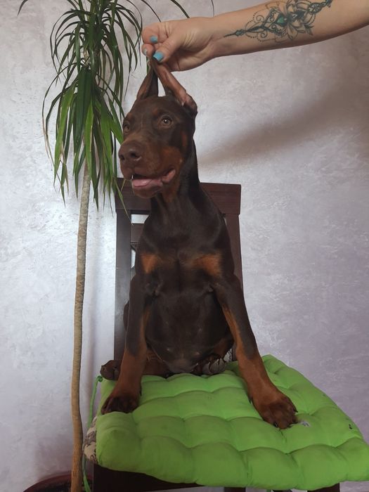 Шикарные мальчишки и днвчёнки добермана КСУ-FCI