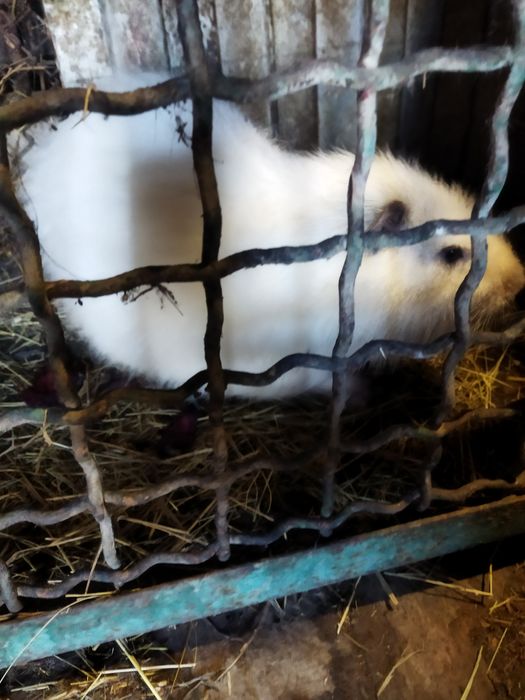 Продам самця 180 грн