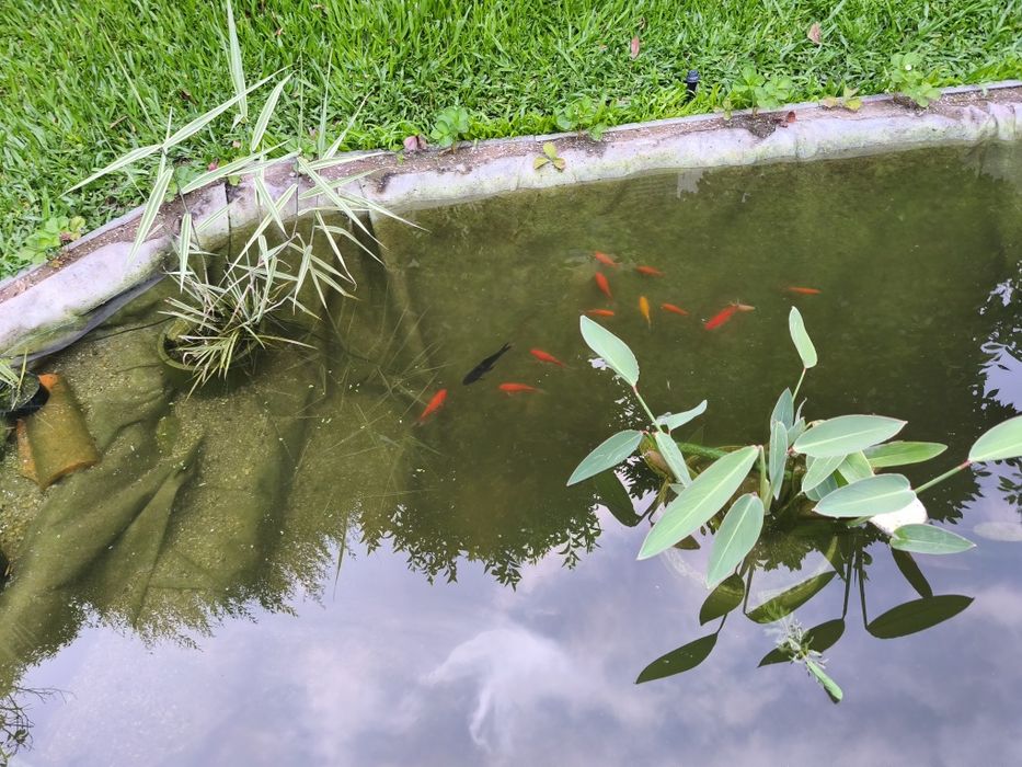 Cometas, Guppys e Plantas para Lago e Aquário