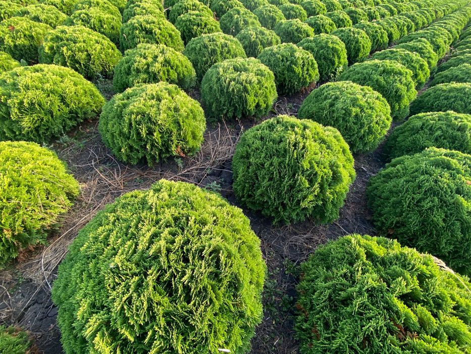 Thuja tuja Danica 60-80 cm i inne żywopłot Transport