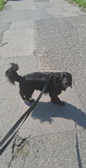 Pies w typie cocker spaniela