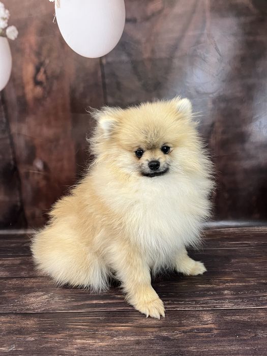 Хлопчик померанський шпіц 2 кг