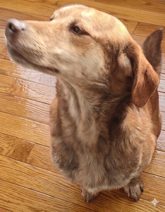 Doar Cão traçado com leão da Rodésia e perdigueiro