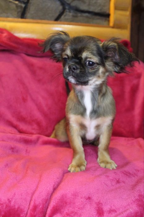 Маленька красуня дівчинка КСУ