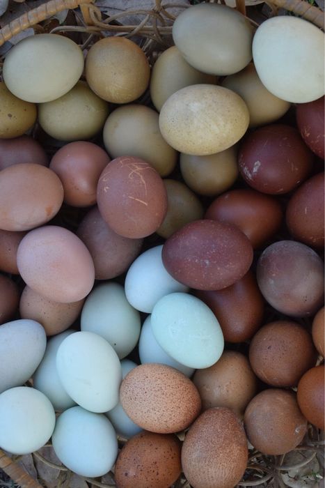 Яйце інкубаційне м'ясо яєчні породи, бройлери