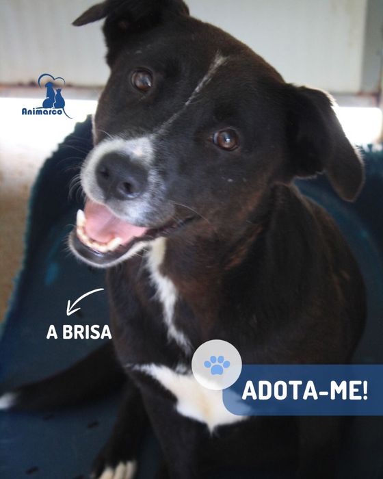 Brisa - cadela porte médio - grande