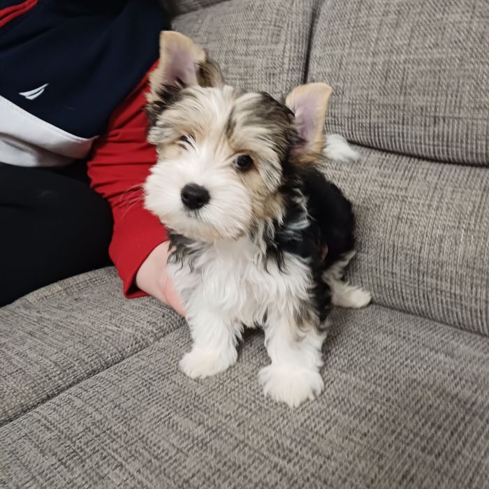 Chlopiec Yorkshire Terrier