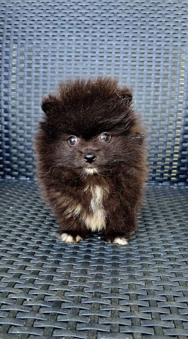 Lulu da Pomerânia
