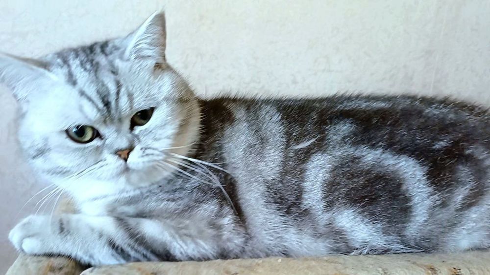 Шотландські мармурові кошенята. Котики