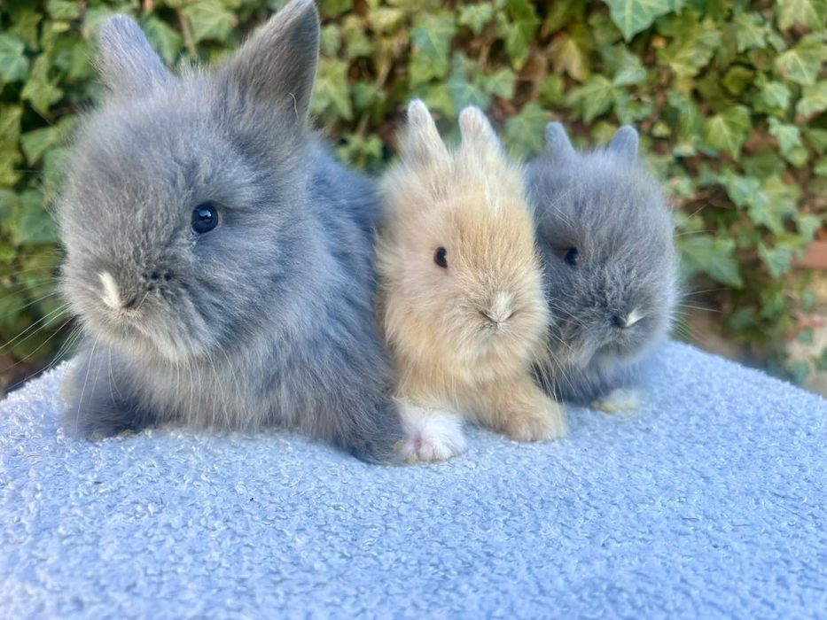 Króliczki karzełki Teddy mini króliki metryka