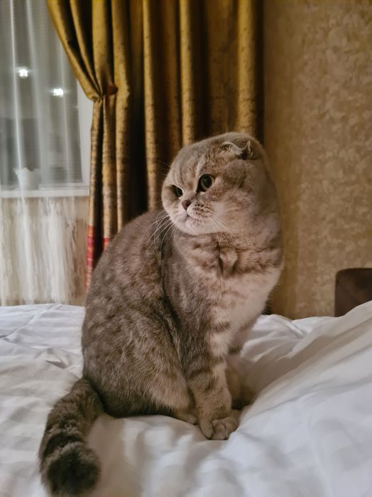 Віддам в добрі руки шотландська веслоуха