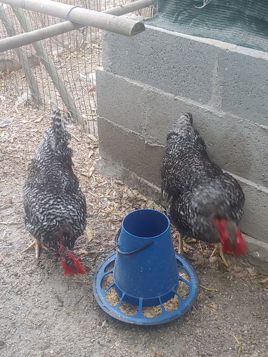 Aves ornamentais de excelente linhagem