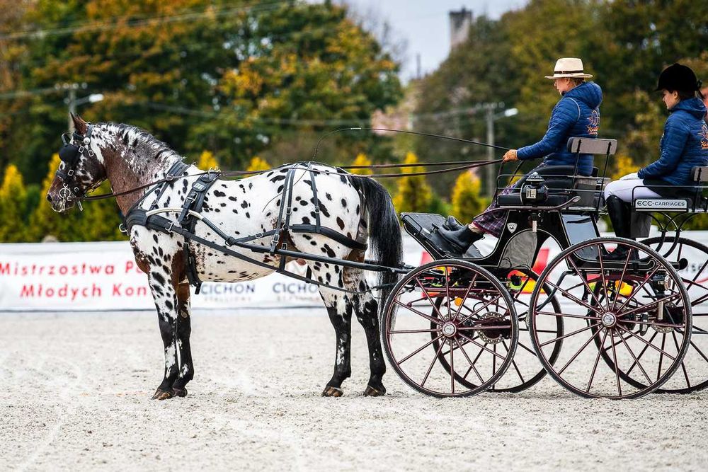 ogier SP KASTOR tarant stanówka