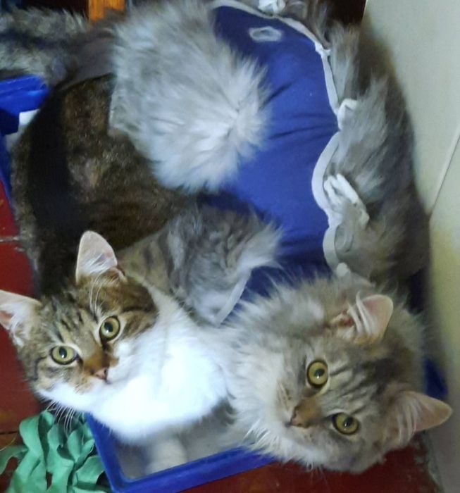 Котики Мінні і Сивогрив  шукають дім ( кіт, киця, кішка, котик, котеня