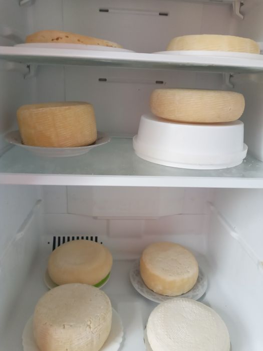 Пропоную кіз, козликів та козенят,  зааненської породи.