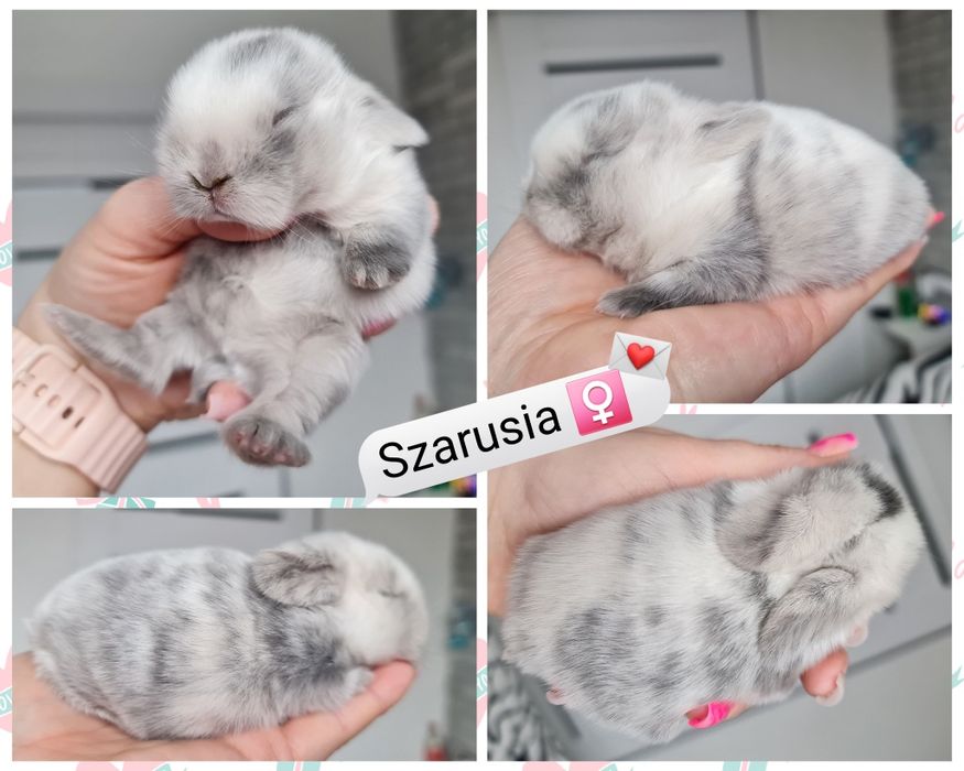 Mini lop królik króliczek miniaturka hodowla transport